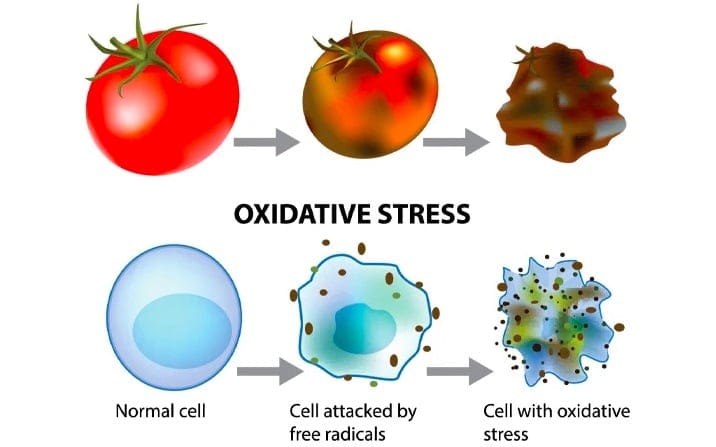 oxidative stress